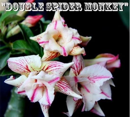 (image for) New Adenium \'Double Spider Monkey\' 5 Seeds